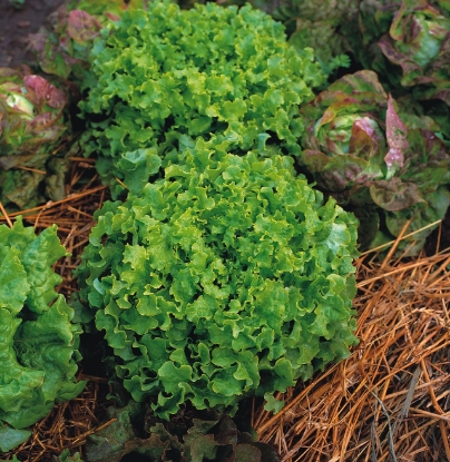 Picture of Organic Lettuce Salad Bowl